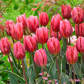 Тюльпан триумф Притти Принцесс