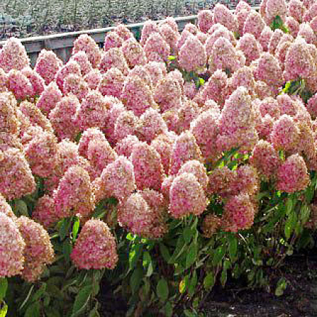 Фото Гортензия метельчатая Мэджикал Сладкое лето