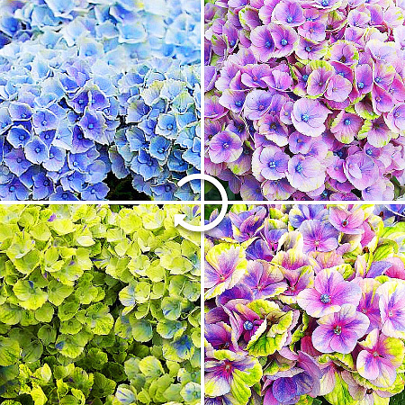 Фото Гортензия крупнолистная Мэджикал аметист голубая