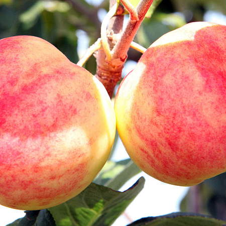 Фото Яблоня Горнист