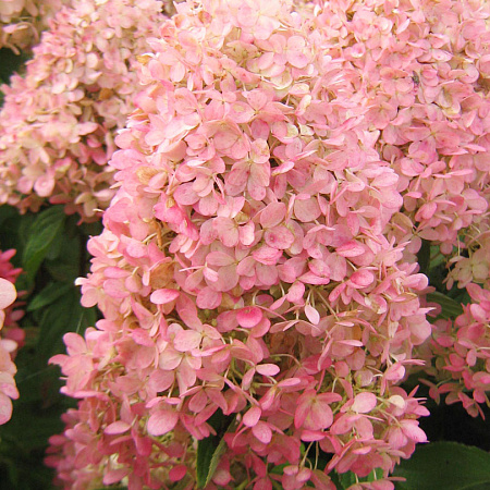 Фото Гортензия метельчатая Мэджикал Сладкое лето
