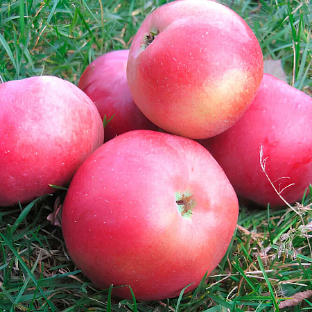 Фото Яблоня Белорусское сладкое