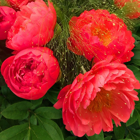 Фото Эрагростис Изящная