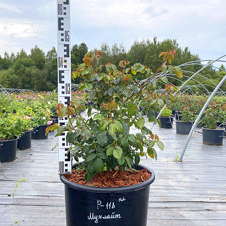 Фото Роза плетистая-клаймбер Мунлайт