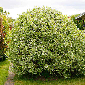 Дёрен белый Элегантиссима