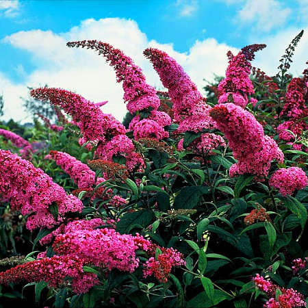 Фото Буддлея Розовый восторг