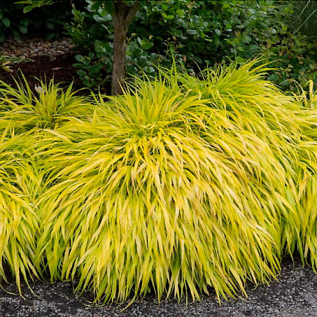 Фото Хаконехлоа большая Олл Голд