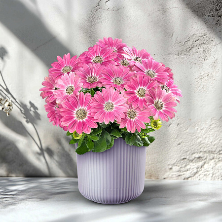 Фото Остеоспермум Санни Галина