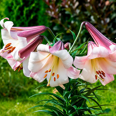 Фото Лилия ОТ-гибрид Истерн мун
