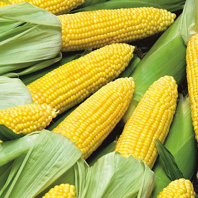 Купить семена Кукуруза Черная жемчужина F1 — от НПО Сады Росcии