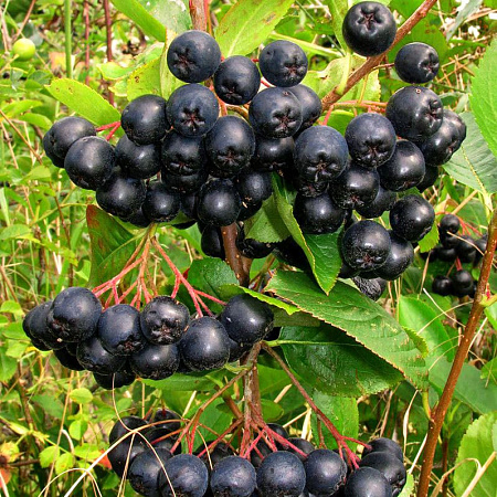 Фото Рябина Черноплодная Неро