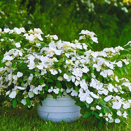 Фото Гортензия гибридная Сбежавшая невеста