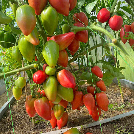 Фото Помидор Пинк Хорн F1