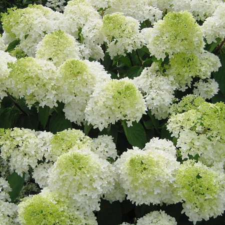 Фото Гортензия метельчатая Фантом