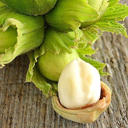 Фото Фундук Тамбовский ранний