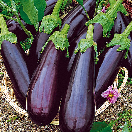 Фото Баклажан Рома F1 10шт