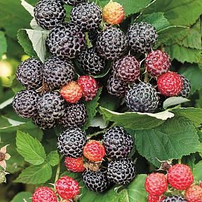 Малина летняя черноплодная Кумберленд