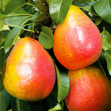 Фото Груша Радужная