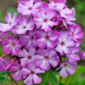 Флокс метельчатый Андрейка