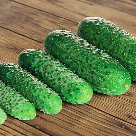 Фото Огурец Лист F1