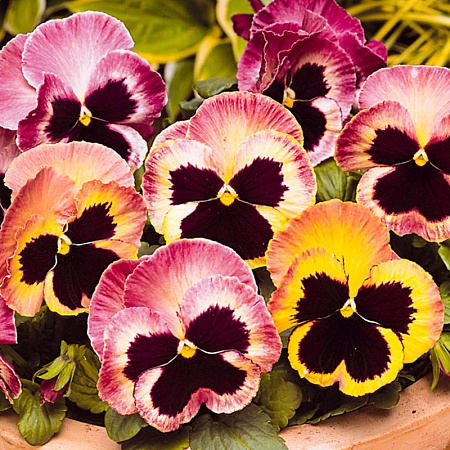 Фото Виола Матрица Санрайз