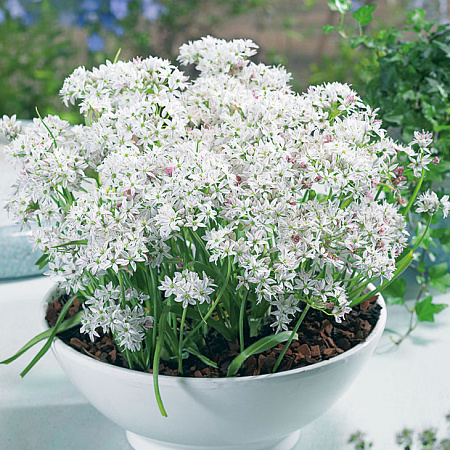 Фото Лук декоративный Хамелеон