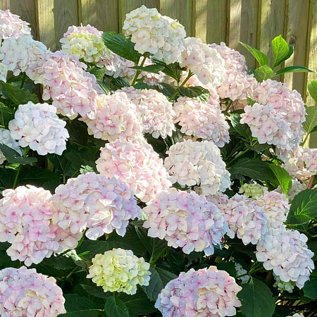 Фото Гортензия крупнолистная Мадам Эмили Муйер