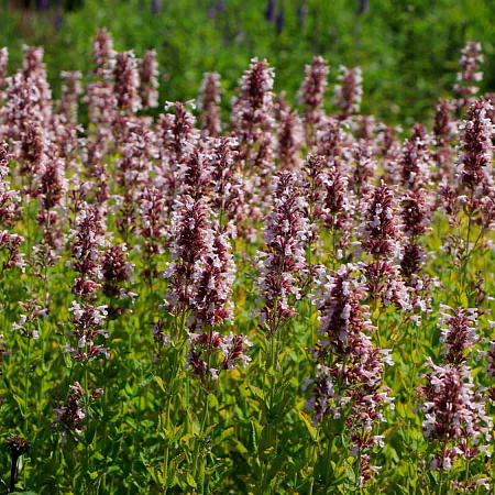 Фото Котовник Фассена Дон ту даск