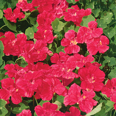 Фото Настурция Розовая вишня