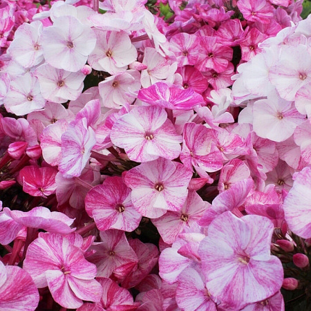 Фото Флокс метельчатый Фрекл Пинк Шейдс