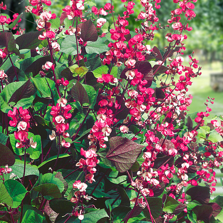 Фото Долихос