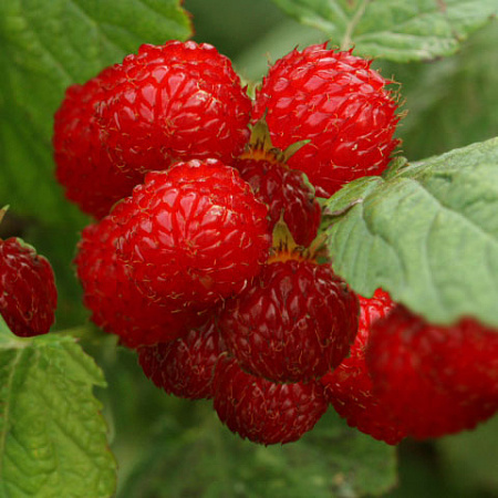 Фото Малина боярышниколистная