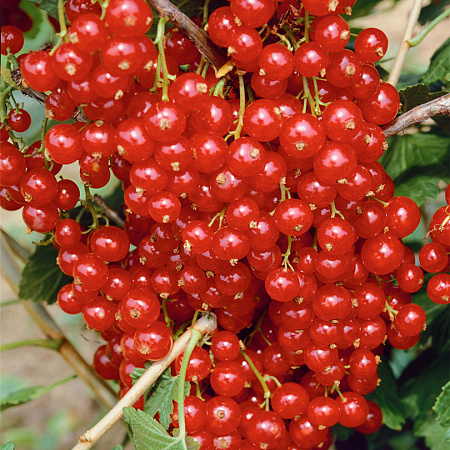 Фото Смородина Сахарная