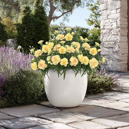 Фото Гвоздика Супер-трупер Йеллоу