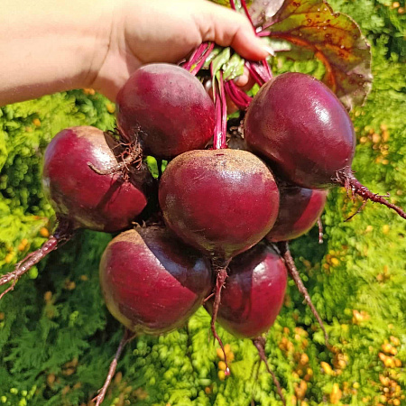 Фото Свёкла Марго F1