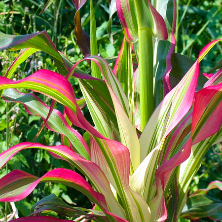 Фото Кукуруза декоративная Радуга