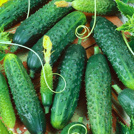 Фото Огурец Манеки F1