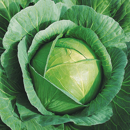 Фото Капуста белокочанная Коронет F1 16шт