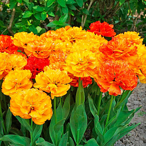 Тюльпан махровый поздний Санлавер