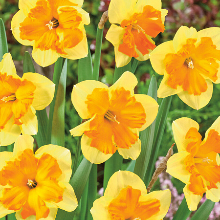 Фото Нарцисс Конгресс