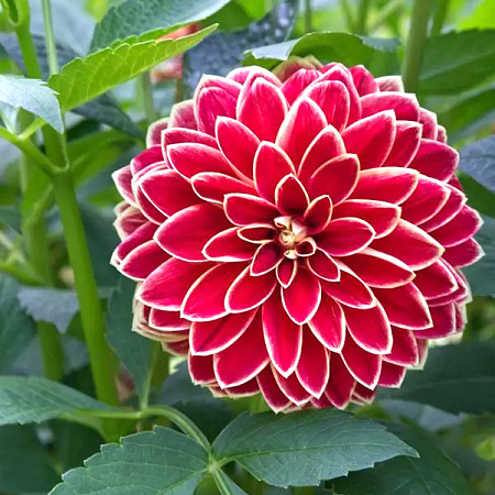 Фото Георгин декоративный Максим