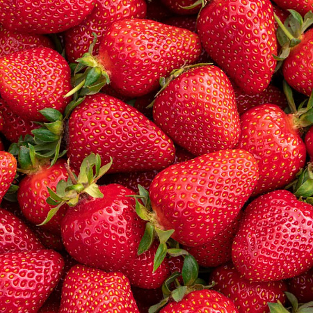 Фото Земляника садовая Клери