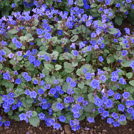 Фото Фацелия Колокольчиковая