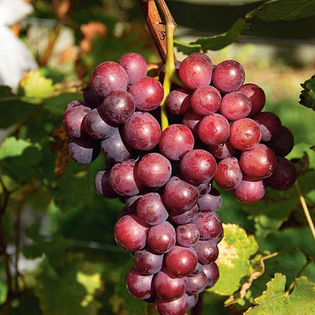 Фото Виноград Сеня