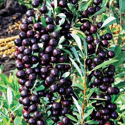 Вишня Бессея