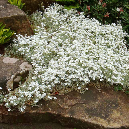 Фото Ясколка войлочная