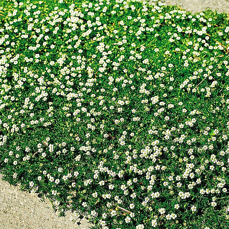 Фото Мшанка Криспи