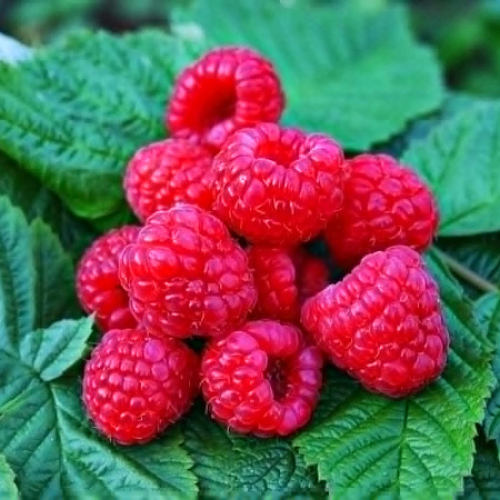 Фото Малина Глен Эмпл