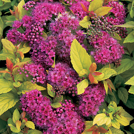 Фото Спирея японская Голден Принцесс