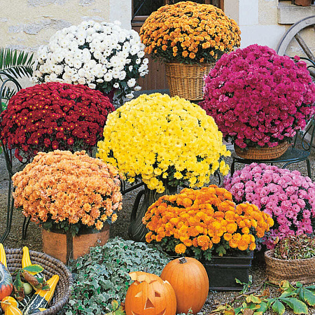 Фото Хризантема набор Осень в Нью-Йорке